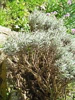 Lavande (Photo F. Mrugala)